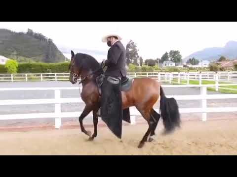 Temerario de mi Capricho 🐴 🏆 🇨🇴