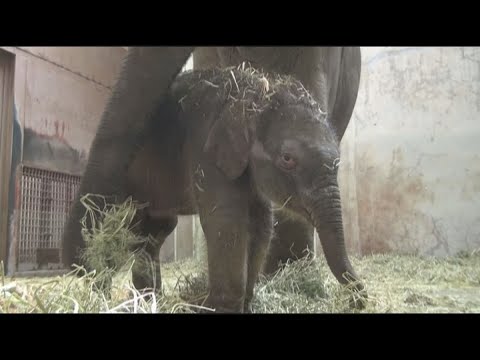 【ドキュメンタリー】アジアゾウの誕生～東山動植物園～