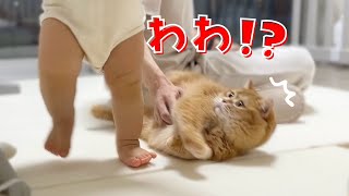 A Sleeping Cat Nearly Gets Stepped On by a 1-Year-Old - This Happens