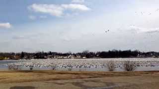 preview picture of video 'North American Snow Geese Migration in Eureka South Dakota'
