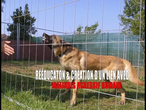 MALINOIS AGRESSIF HUMAIN / CRÉATION D'UN LIEN / RÉSULTAT DE RÉÉDUCATION / ÉDUCATION CANINE NANTES
