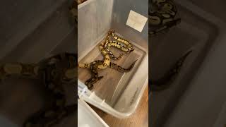 Download lagu Doing maintenance on the snakes #snake #redtailboa #shortvideos #reptiles #like #subscribe mp3 Download lagu Doing maintenance on the snakes #snake #redtailboa #shortvideos #reptiles #like #subscribe mp3