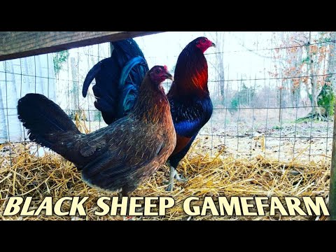 BLACK SHEEP FARM