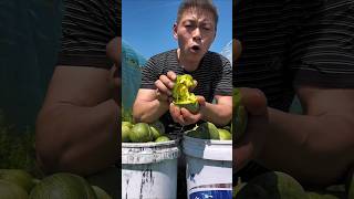 Download lagu 'The juiciest melons you'll ever see! 😋 So ripe and fresh.'#Melon #FreshFruit #Farming mp3
