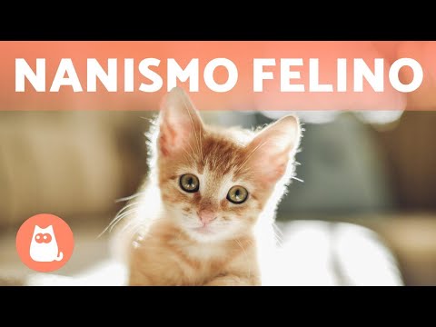 Why isn't my cat growing? 🐱 (7 reasons)