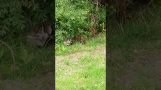 Cat killing a chicken