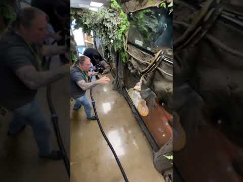 ¡Serpiente atrapa un conejo!