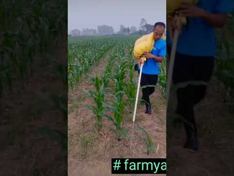 Smart Farmer Fertilizing The Cornfields 😎 #satisfying #short