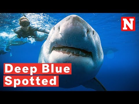 Massive Great White Shark 'Deep Blue' Spotted Off Hawaii Coast