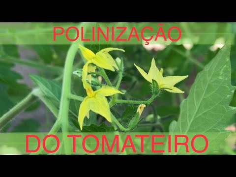 , title : 'POLINIZAÇÃO MANUAL DO TOMATEIRO'
