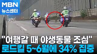 '아차' 하면 로드킬 야생동물 조심하세요…5~6월 34% 집중 [MBN 뉴스센터]