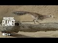 Prehistoric Planet — Mononykus, The Desert Specialist | Apple TV+