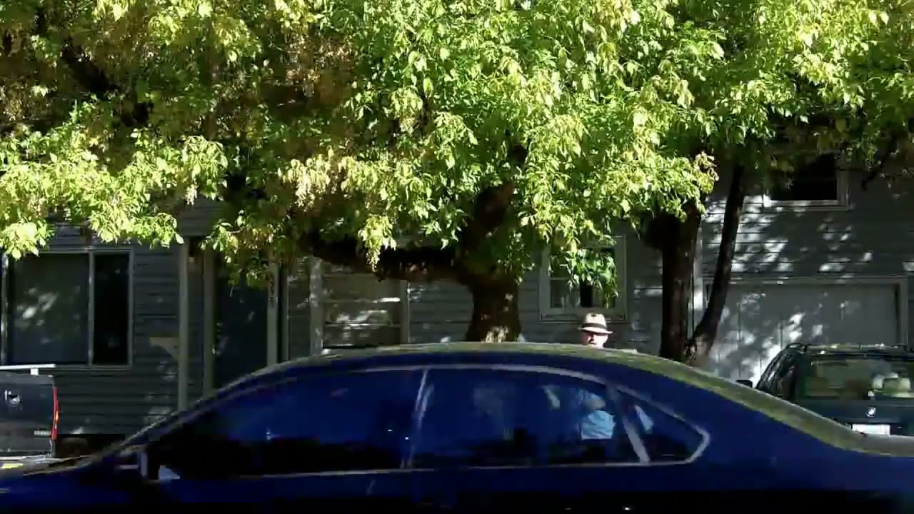 Ashleaf maple (Acer negundo) - Plant Identification - YouTube
