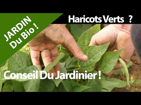 Nature. Bio ? Haricots verts.Jardin, Santé, Fruits, Legumes ! Video