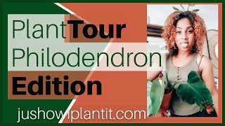 Plant Tour 2021: My Philodendron Houseplant Tour & Collection
