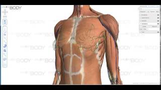 Zygote Body2 Tutorial & Overview  Anatomy