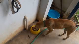 preview picture of video 'Feeding our local street dogs in Thailand video'
