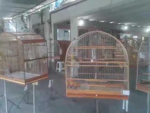 Torneio de Canário da Terra n Clube do Curió da Guanabara no Rio de Janeiro dia 18/09/16