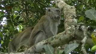 preview picture of video 'Javaneraffen Macaca fascicularis auf Sumatra, Crab-eating macaque'