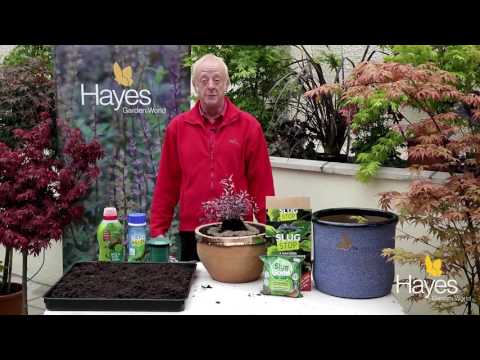 How to deal with a slug invasion