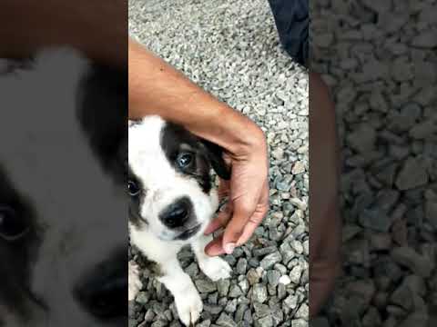 Saint bernard Puppy 1/5 months old #Saintbernard #Largebreed