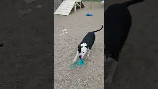 Video preview image #1 American Pit Bull Terrier-Unknown Mix Puppy For Sale in Fargo, ND, USA