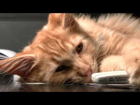cute cats with music #cats #nature #pets