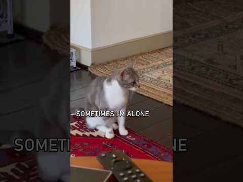 Cats Speaking English!🤣 Part 4