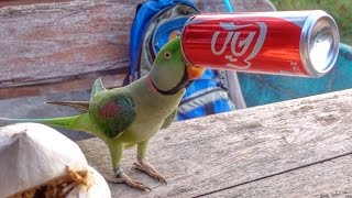 What's He Drinking? [Koh Phangan, Thailand]