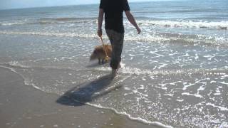 preview picture of video 'Marie und Picco am Strand in der Normandie'