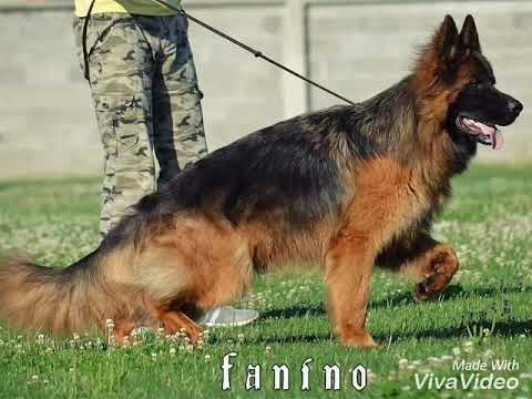 download lagu mp3 mp4 Fanino, download lagu Fanino gratis, unduh video klip Fanino