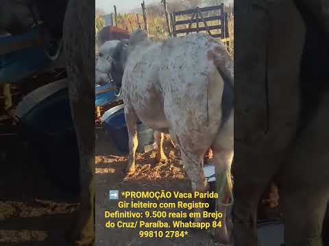 Vaca Parida Gir leiteiro com RGD: 9.500 reais em Brejo do Cruz/ Paraíba.84 99810 2784. #gado