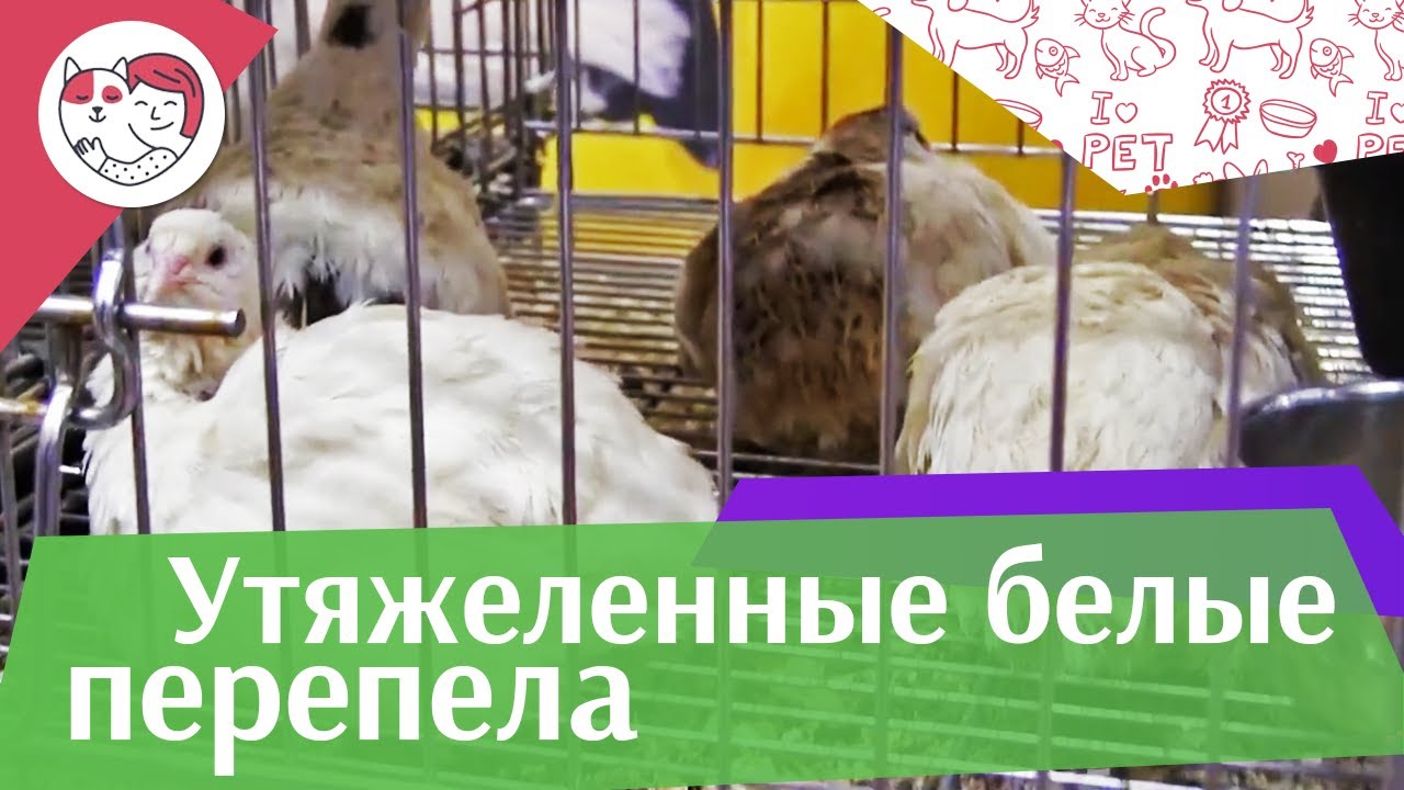 ПЕРЕПЕЛА УТЯЖЕЛЕННАЯ БЕЛАЯ Агропромышленная выставка Золотая осень 2016 iLikePet