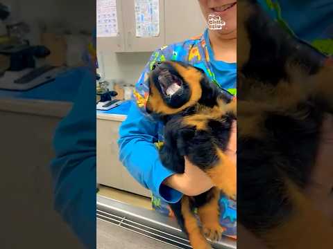 Les chiens refusent de prendre leurs médicaments 🤣