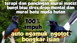 Download lagu terapi dan pancingan murai batu macet bunyi,stres dan drop mental juga murai muda hutan mp3 Download lagu terapi dan pancingan murai batu macet bunyi,stres dan drop mental juga murai muda hutan mp3