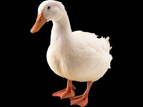 【🔴หลังม่านมาเฟีย】มาเฟียติดเอฟวันที่กำลังร้องคาราโอเกะ