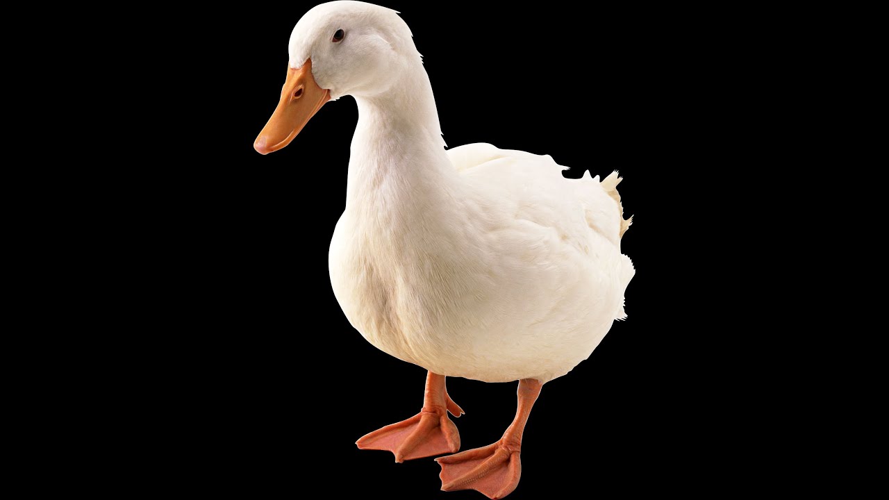【🔴หลังม่านมาเฟีย】มาเฟียติดเอฟวันที่กำลังร้องคาราโอเกะ