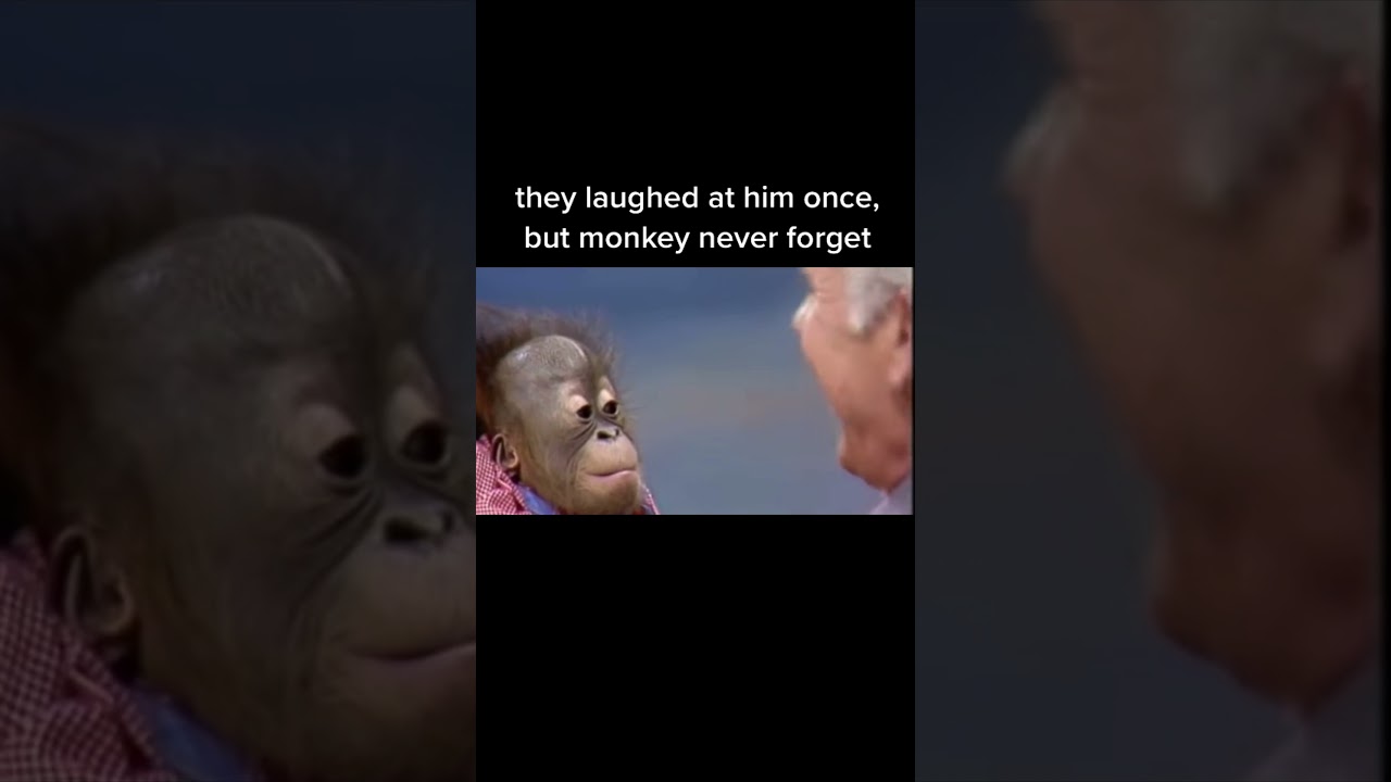 Monkey never forget  #monkey #revenge #viralvideo #shorts