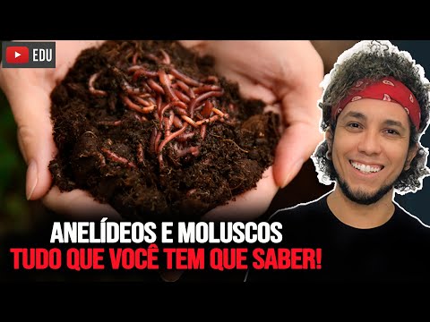 Anelídeos e Moluscos (Reino Animal) - Biologia com Patrick Gomes
