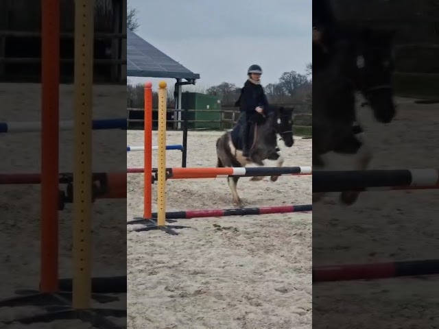 Gelding No Origin Recorded For sale 2016 Coloured