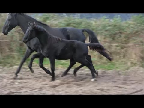 *2022 Stute von Despacito - Bernay