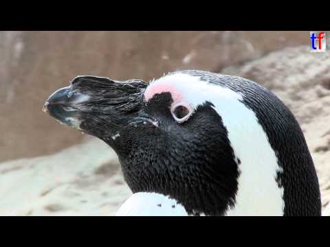 The Penguins Of Stuttgart / Wilhelma Pinguine, 06.08.2014.