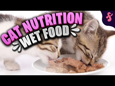 🥣 Cat Nutrition and Cat Diet- WET FOOD | Furry Feline Facts