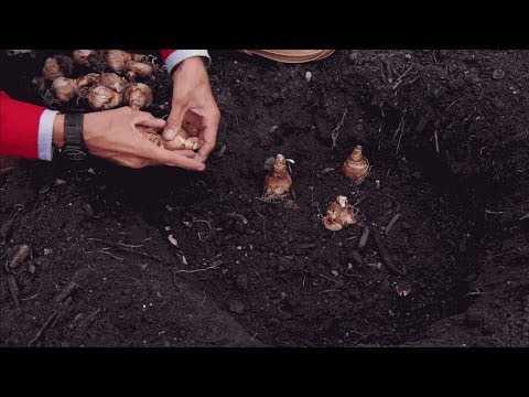 How to Plant Daffodils