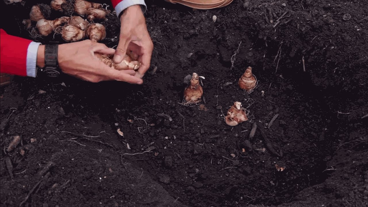How deep should you plant daffodil bulbs? Tipseri