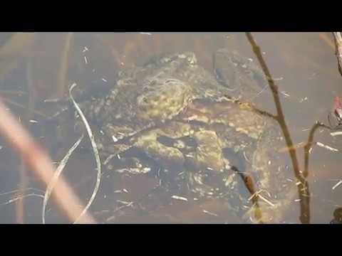 Accouplement de crapauds communs - 2 mâles