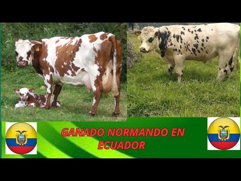 "¡Increíble! Descubre las maravillas del ganado Normando"