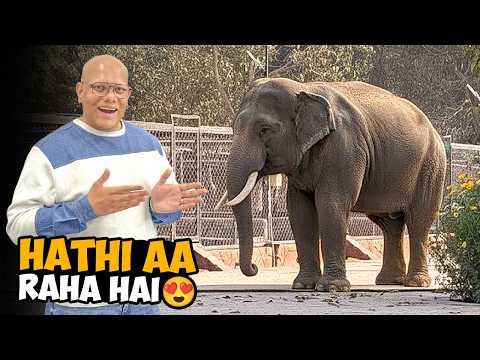 Hathi Ke Liye Lahore Pohanch Gaye 🐘🔥 | BT Farm Stories