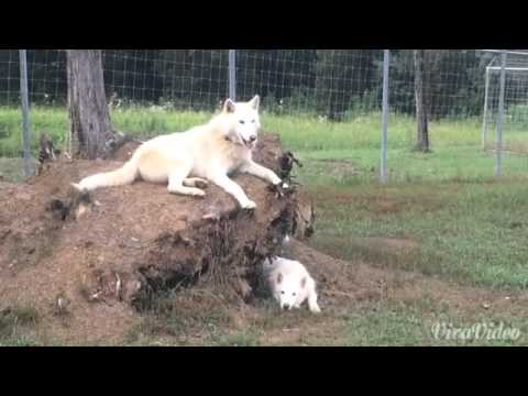 Spirit howling with the pack