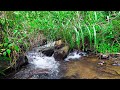 Drift Off To Dreamland With Soothing Forest River Sounds - relaxing rushing river sounds